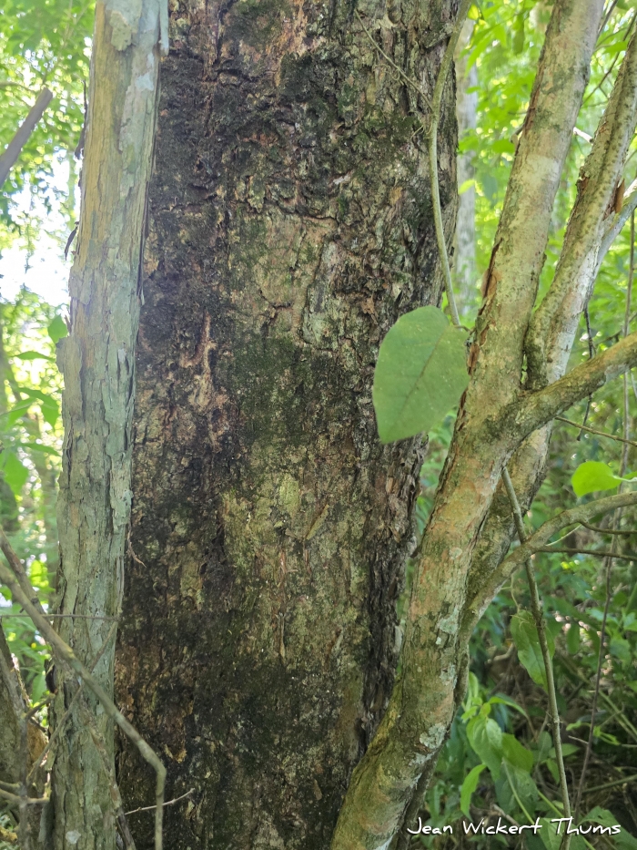 Campomanesia xanthocarpa