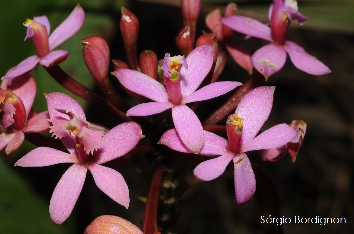 Epidendrum secundum