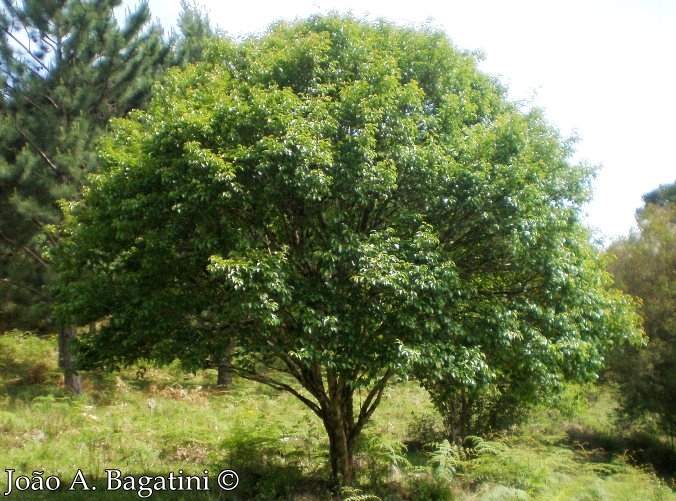 Campomanesia xanthocarpa