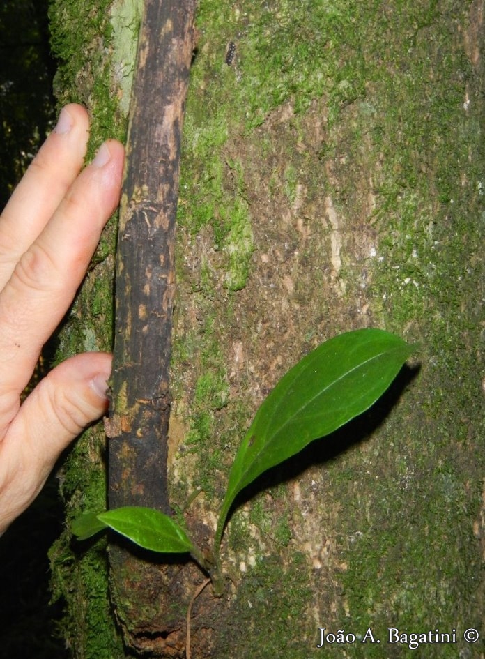 Pisonia zapallo