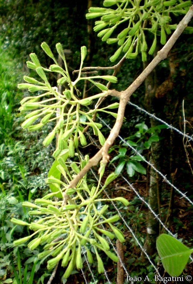 Pisonia zapallo