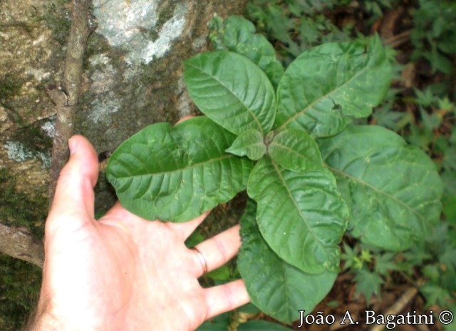 Pisonia zapallo