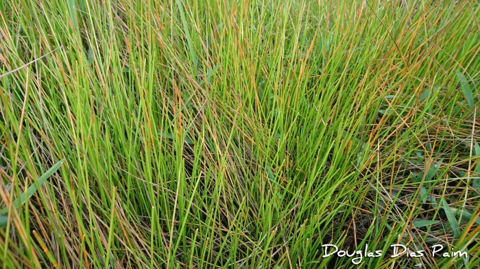 Eleocharis elegans