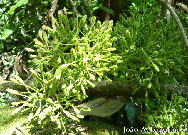 Pisonia zapallo