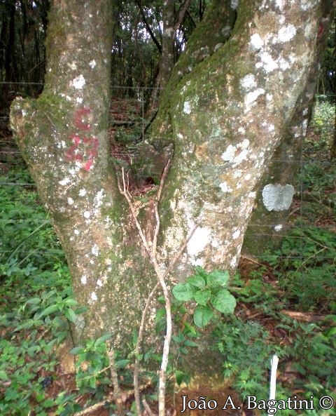 Pisonia zapallo