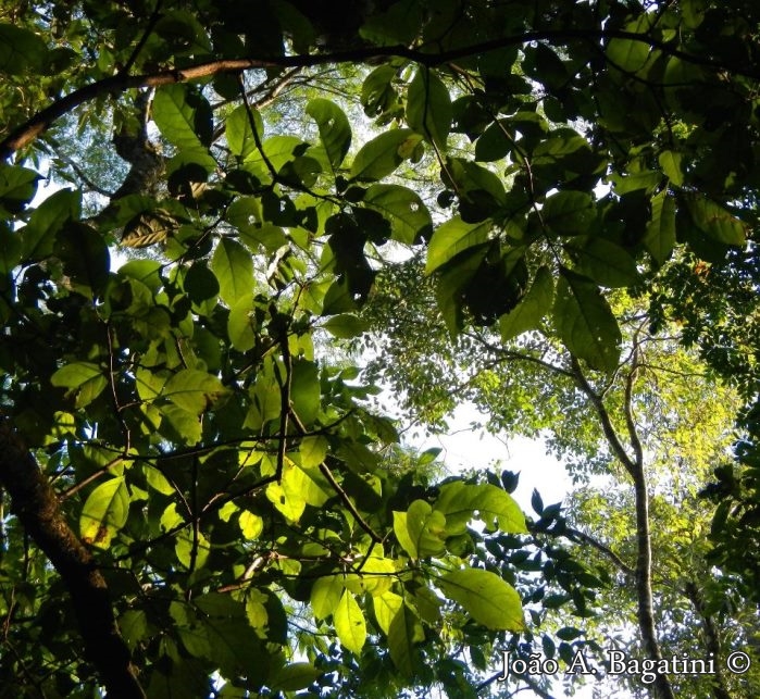 Pisonia zapallo