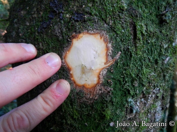 Pisonia zapallo