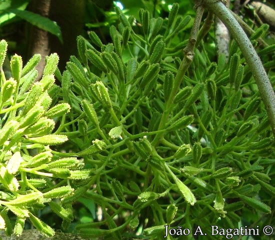 Pisonia zapallo