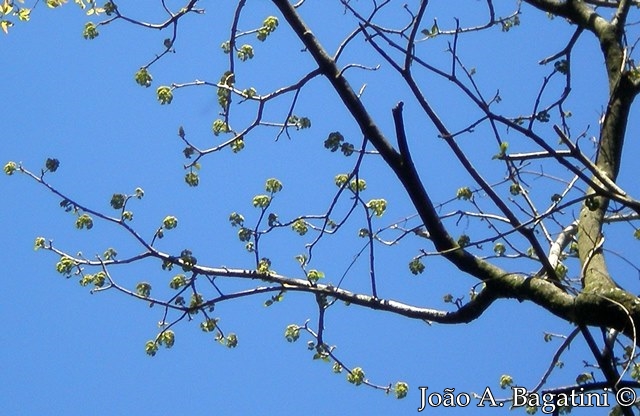 Pisonia zapallo