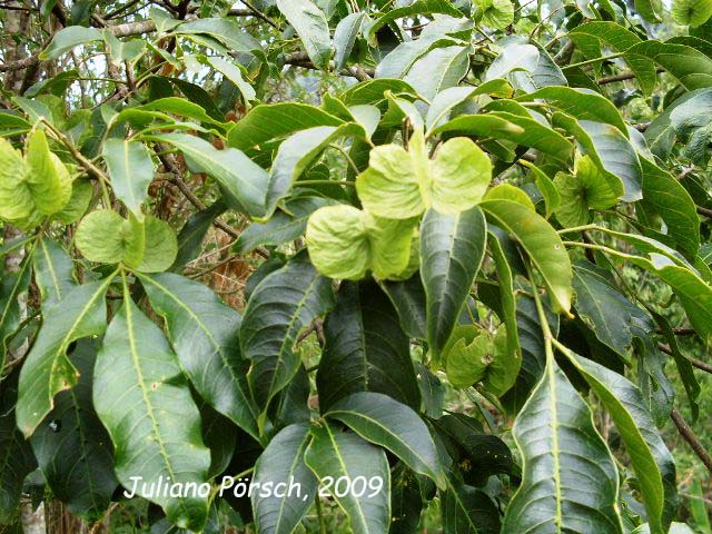 Balfourodendron riedelianum