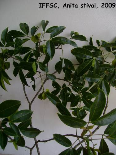 Balfourodendron riedelianum