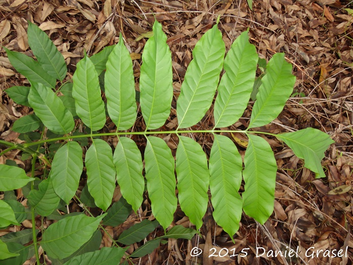 Cabralea canjerana