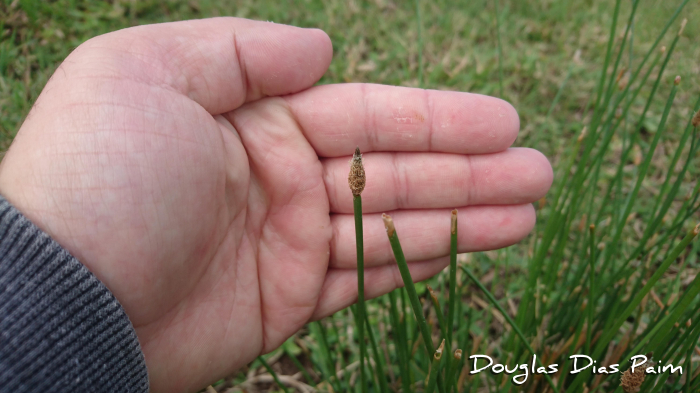 Eleocharis montana