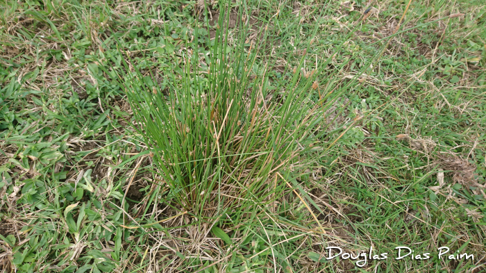 Eleocharis montana
