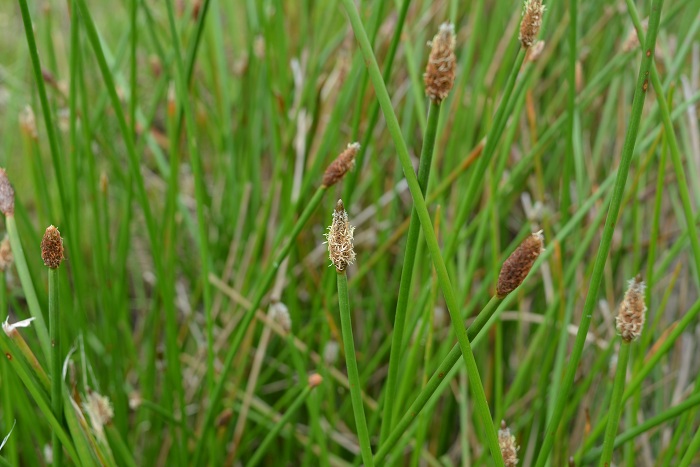 Eleocharis montana