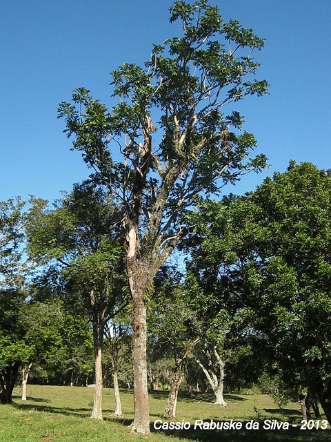 Cabralea canjerana