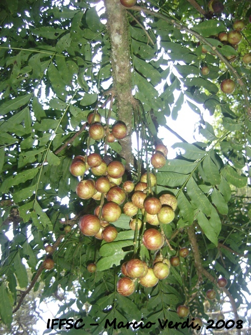 Cabralea canjerana