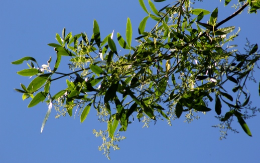 Helietta apiculata