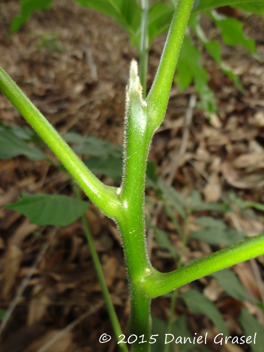 Cabralea canjerana