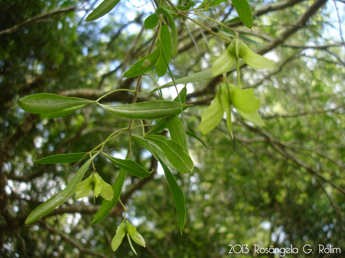 Helietta apiculata