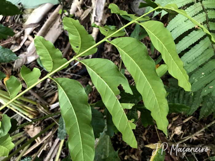 Cabralea canjerana