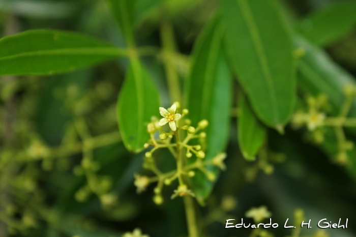 Helietta apiculata