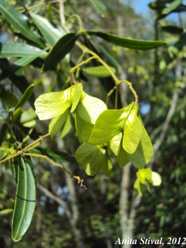 Helietta apiculata