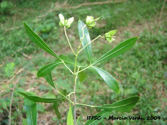 Helietta apiculata