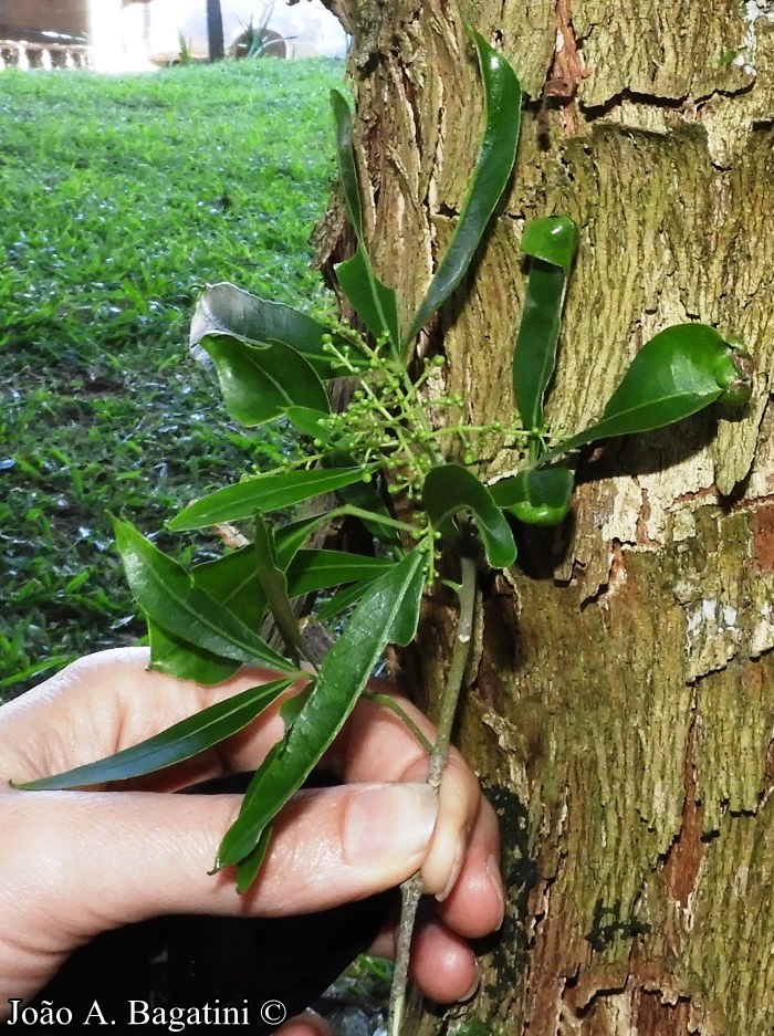 Helietta apiculata