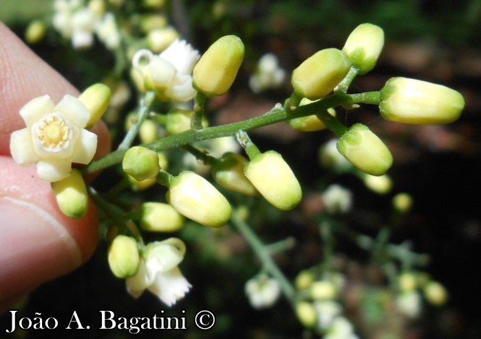 Cabralea canjerana