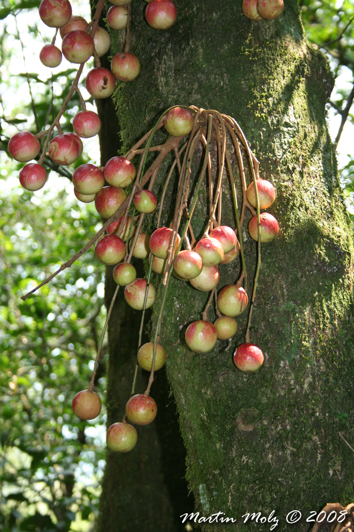 Cabralea canjerana