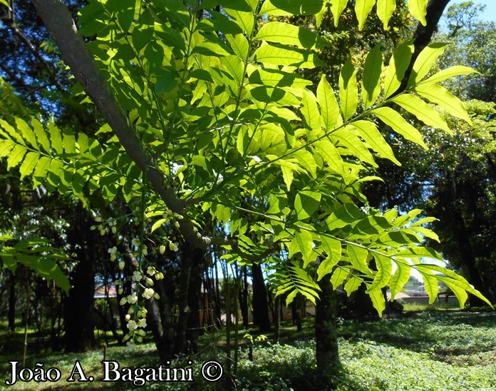 Cabralea canjerana