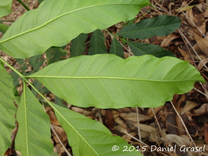 Cabralea canjerana