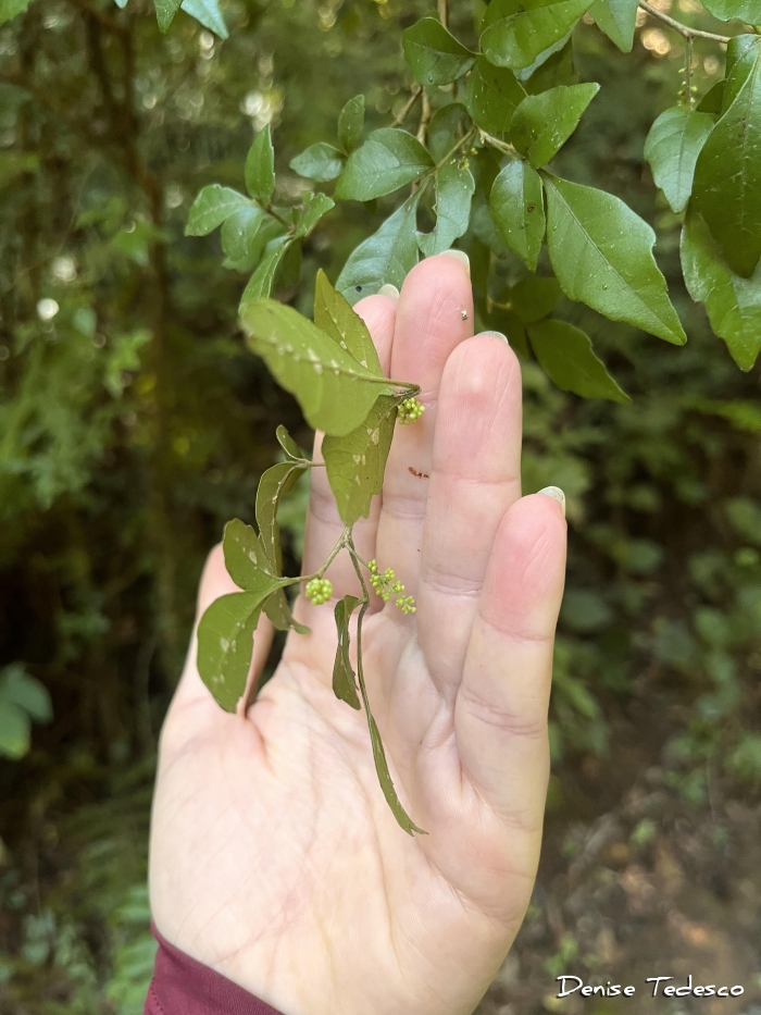 Allophylus guaraniticus