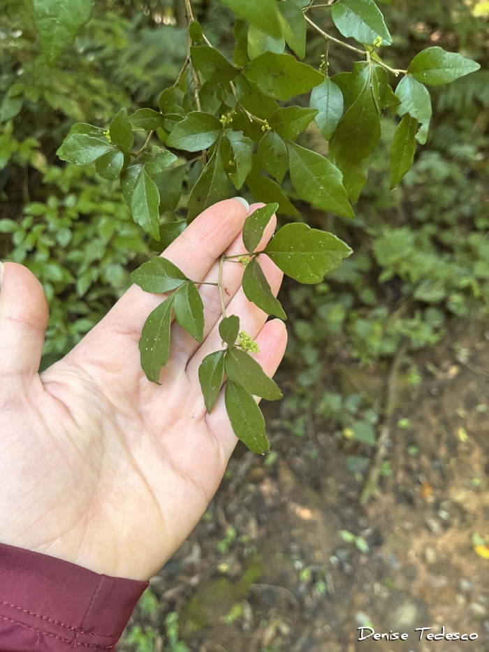 Allophylus guaraniticus