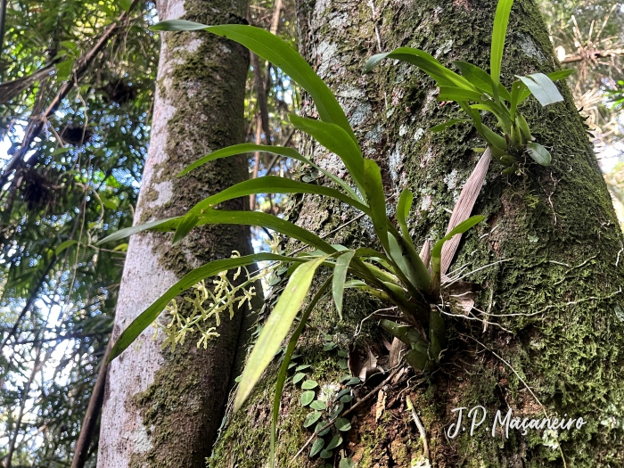 Gomesa recurva
