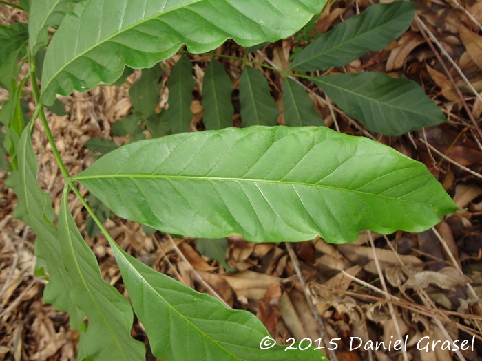 Cabralea canjerana