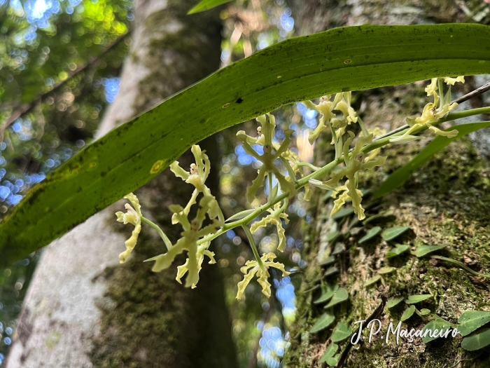 Gomesa recurva