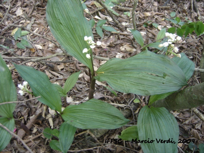 Govenia utriculata