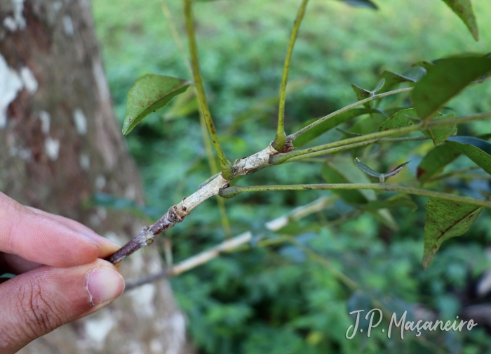 Machaerium stipitatum