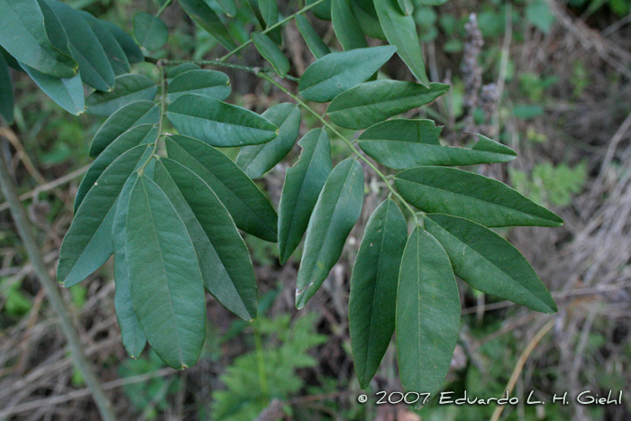 Machaerium stipitatum