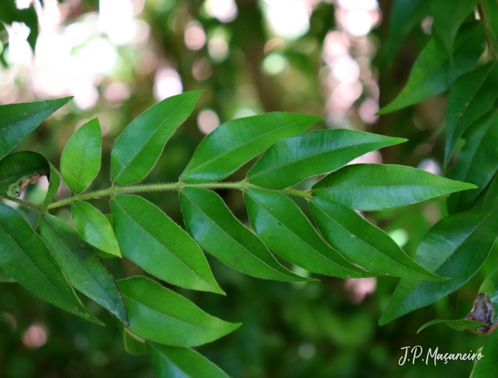 Myrciaria plinioides