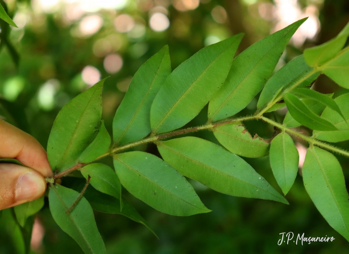 Myrciaria plinioides