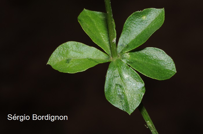 Polygala adenophylla