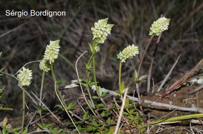 Polygala adenophylla