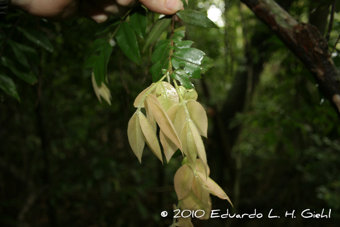 Myrciaria plinioides