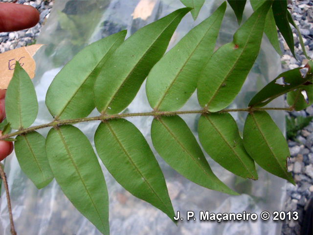 Myrciaria plinioides