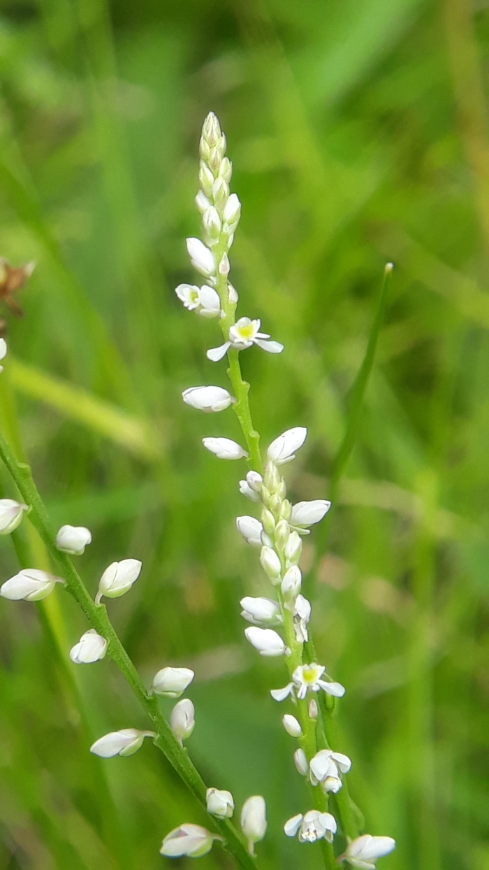 Polygala brasiliensis