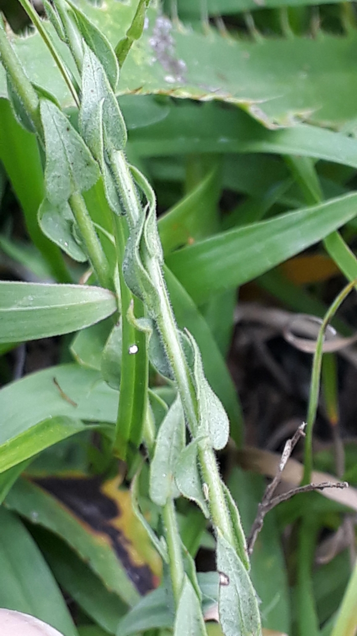 Polygala brasiliensis