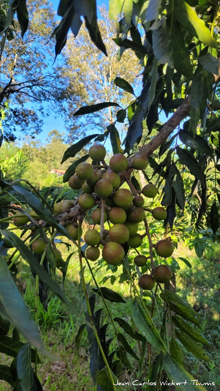 Cabralea canjerana